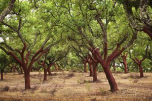 Alberi da sughero