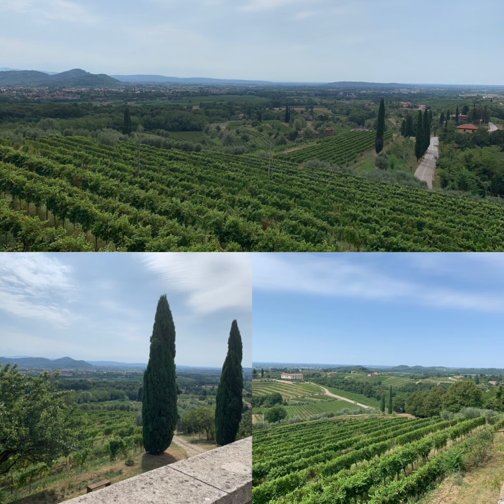 scorci dalle vigne dei colli orientali