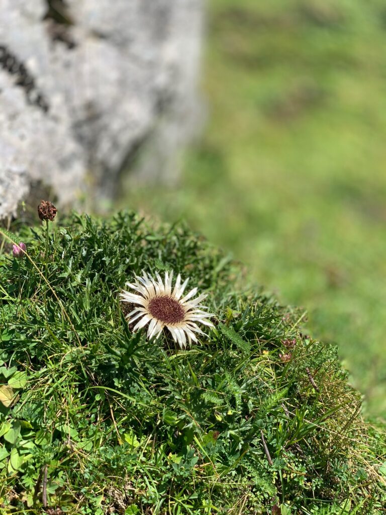 Fiori di montagna