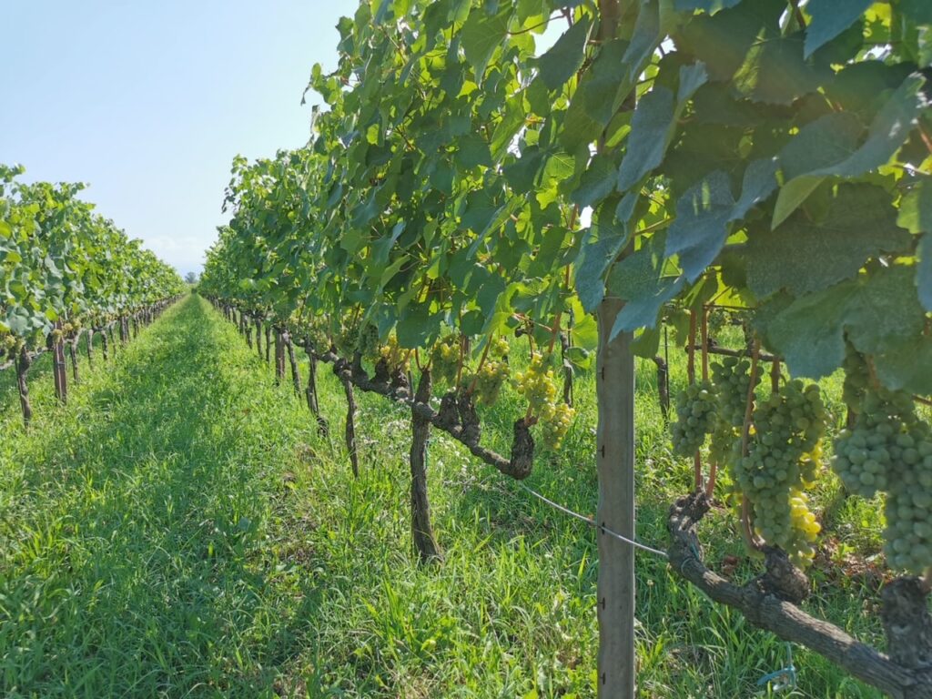 vista vitigni di fronte alla cantina