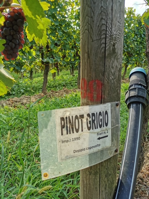 vitigno Pinot Grigio