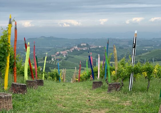 la vigna dei pastelli