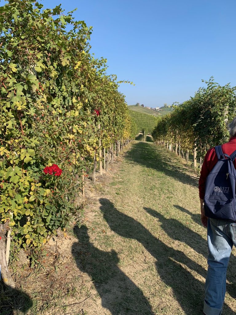 I filari di Barbaresco e le loro rose