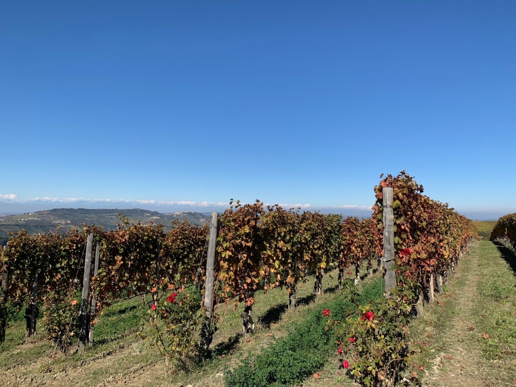 Vigne Conterno Fantino