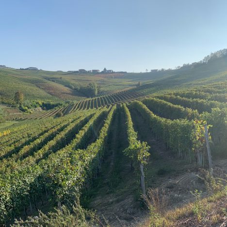 Langa una giornata, tre cantine