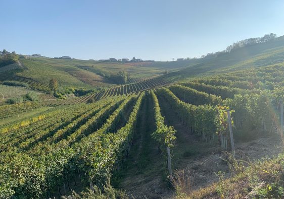 Scorci di filari durante la passeggiata