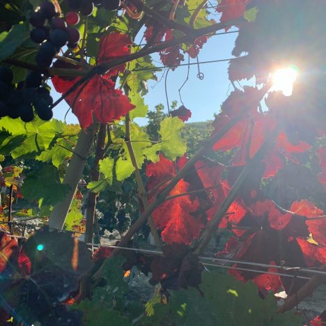 Un fine settimana tra le vigne della Langa