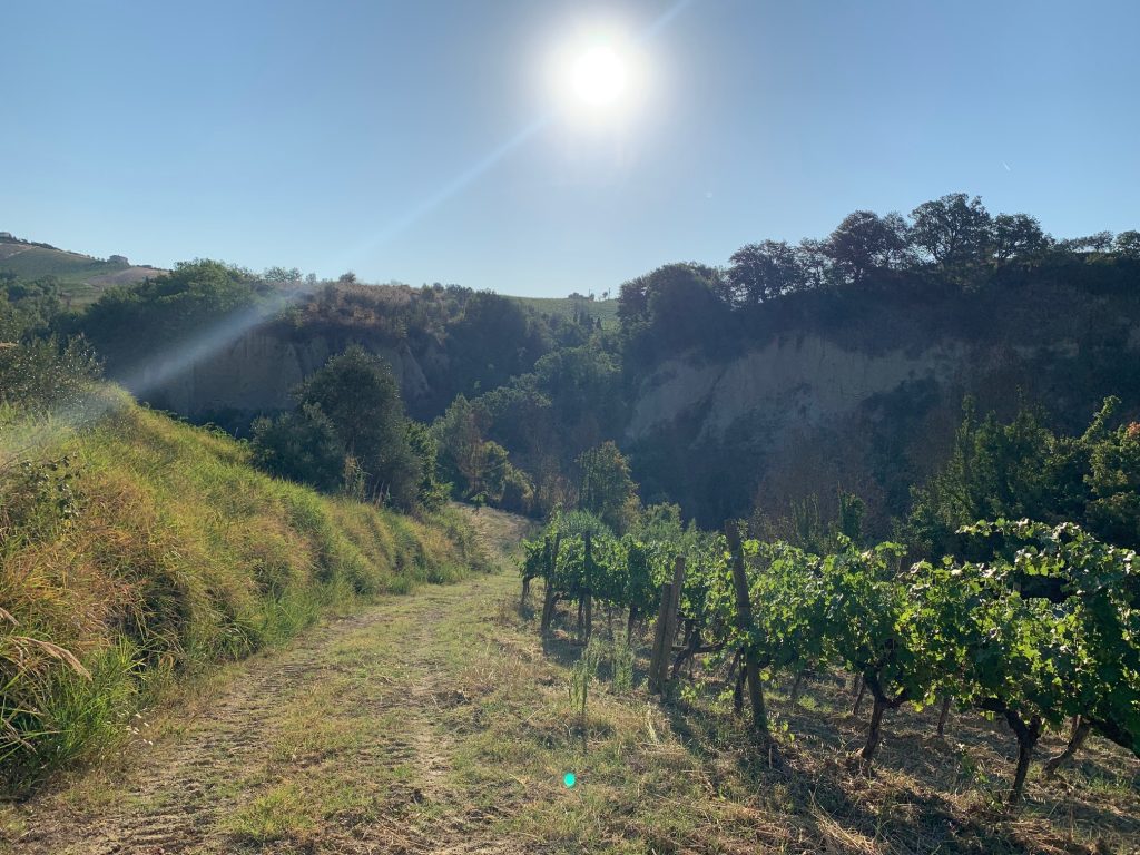 I calanchi e le vigne intorno al resort