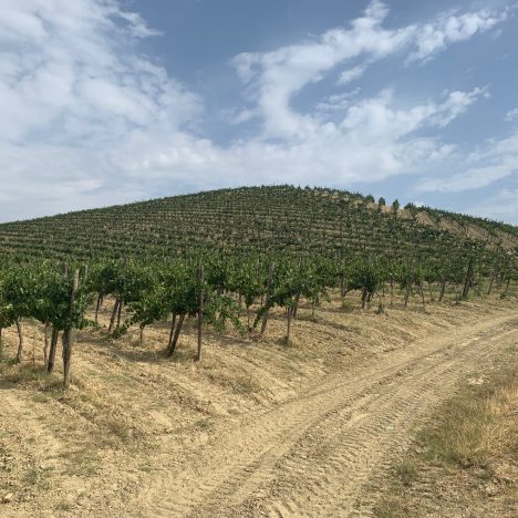 Il vino sulle sponde del lago di Caldaro